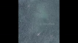 Dozens of blacktip sharks burst out of the sea like fireworks hunting thousands of fish