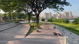 Wild otter family run around park with their babies in Singapore