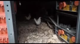 Russians shelled big poultry farm killing 800,000 chickens