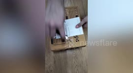 Shocked housewife finds snake inside box of shoes she bought online