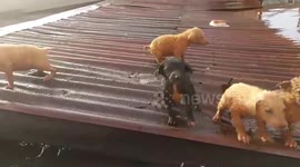 Kind volunteers roam flooded town to feed stranded stray animals in Thailand