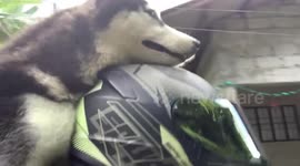 Pet Siberian Husky dog enjoys sightseeing while riding pillion