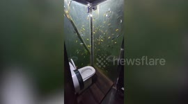 Toilet surrounded by fish tank with dozens of swimming carp amuses tourists at Thai cafe