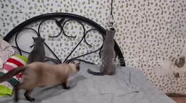 Cats confused as kitten cries come from BlueTooth speaker