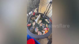 Heartbroken pet owner comes home to find all his goldfish electrocuted by fallen power strip