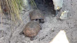 Tortoises at gumbo limbo animal rescue performing hilarious mating ritual