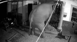 Wild elephant strays into village and damages house owner's clothes