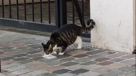 Three legged cat spotted walking in the streets of Paris. Halloween Day. 31 oct 2022