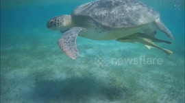 Snorkeling with sea turtle known as BigMama, Shams Alam Beach Resort,Marsa Alam, Egypt, September 2022