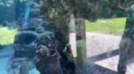Moray Eel Breathing is Surprisingly Scary - Gumbo Limbo nature reserve aquarium -Dad makes fish joke