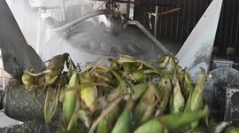 Farmers Work On A Production Line For Processing Fresh Corn In Zhangjiakou, China