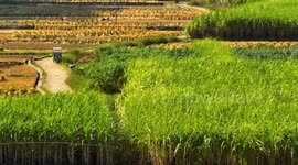 Farmers Harvesting Rice in Chongzuo City, China
