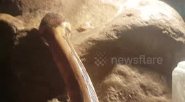 Boa constrictor Snake moving around and it had a white tail pattern