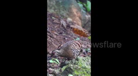 A Family of Brown-breasted Hill Partridge Forages in Chongzuo, China