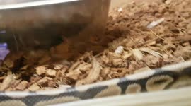 Royal Python Snake small species sliding around in its enclosure tank house