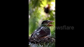 Common Green Magpie Nestling In A Nest in Chongzuo, China