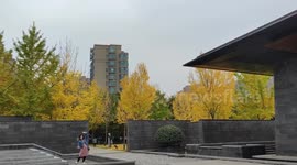 Visitors Browse Through The Golden Gingko Biloba In Xi'an City, China
