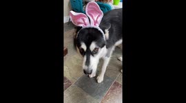 Dressing up our Alaskan Malamutes to look like a Playboy Bunny is funny