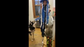 Halloween tricks for treats is what our 3 Alaskan Malamutes are willing to do in costumes even for a jellyfish