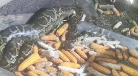 Gruesome moment python regurgitates farmer's chickens after breaking into pen in Thailand