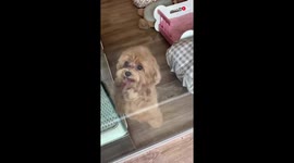 Clingy Maltipoo's excitement knows no bounds when she sees her parents coming to pick her up