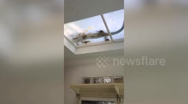 Wild monitor lizard spotted on family’s kitchen sunroof rescued in Thailand