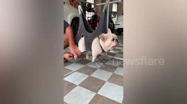 Pet owner hangs French bulldog in carrier for clever nail-clipping hack