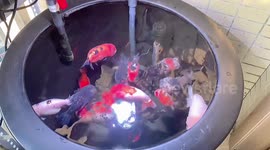 Goldfish worth £1,000 electrocuted as sockets fall into tank