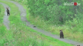 Bear 94 impresses with her smooth dance moves, encourages cubs to join in on the fun as well