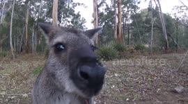Australian Red Necked Wallaby accepting food from campers in the NSW Wollomi National Park.