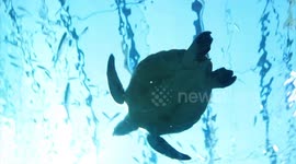 Pro Volleyball players swim in aquarium to highlight turtle rehabilitation