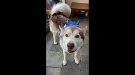 Halloween is a very exciting time for everyone especially our 3 Alaskan Malmutes who love wearing costumes