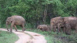 a herd of wild elephants eating in a newly opened den. There was a very beautiful sight of a baby elephant playing with a bird.