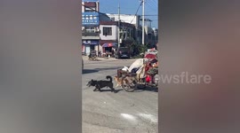 Elderly worker rides three-wheeler pulled by dogs in China