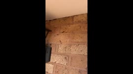 Spider and wasp Fighting after wasp caught in spider Web! Watch until End