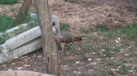 Affectionate cat refuses to leave best friend chicken's side