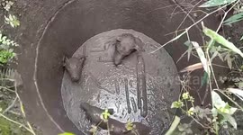 Three stray dogs rescued after getting stuck in pit for two nights