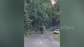 Park rangers push wild elephant back to forest as it chases drivers in Thailand