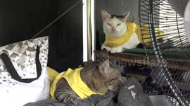 Garbage collector lives in cart with 12 stray cats he adopted in Thailand