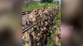 Dozens of wild monkeys chug yogurt drinks next to train tracks in Thailand
