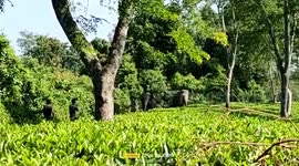 Elephant chases men in estate in northeastern India