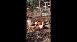 Homestead owner gets her chickens busy with carving a pumpkin for Halloween *SMART!*