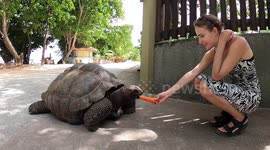 Girl feeds carrots to 125-year-old turtle that lives on the street