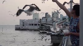 Locals feed migrating seagulls gathering around pier in tropical Thailand for the winter