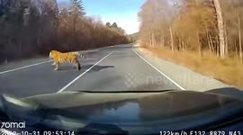 Tiger darts across road shocking motorist in northern China
