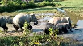 Elephant herd pass through water body at tea estate in northeastern India