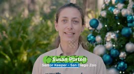 Winter Wonderland at the San Diego Zoo for These Polar Bears