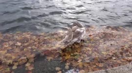 Swan cleaning feathers surrounded by autumn leaves in Kensingtons Round Pond - London