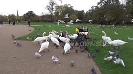 Magic scene of the wind blowing seagulls and swans together on a lake shore in Kensington - London