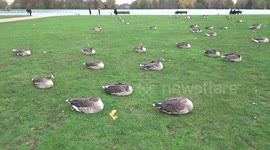 Ducks and geese escape gusts of wind from the lake on a green lawn in Kensington Palace Gardens